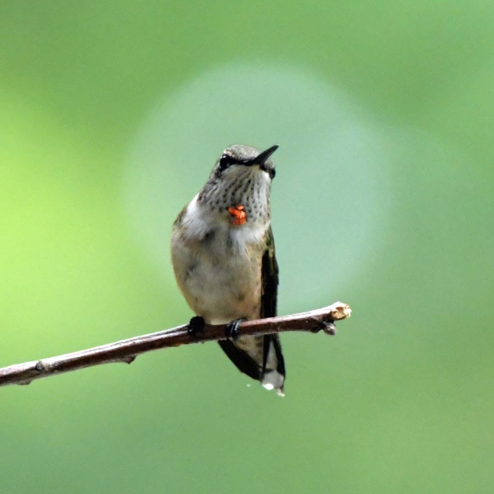 Meet your Posher, Jeanne